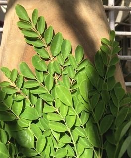 Sustainably grown organic moringa leaves